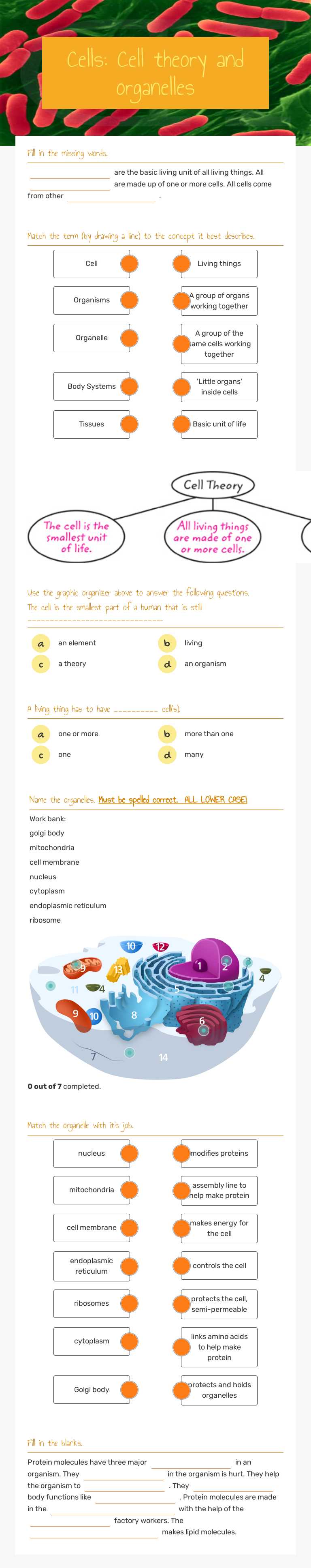 Cells: Cell theory and organelles worksheet preview image