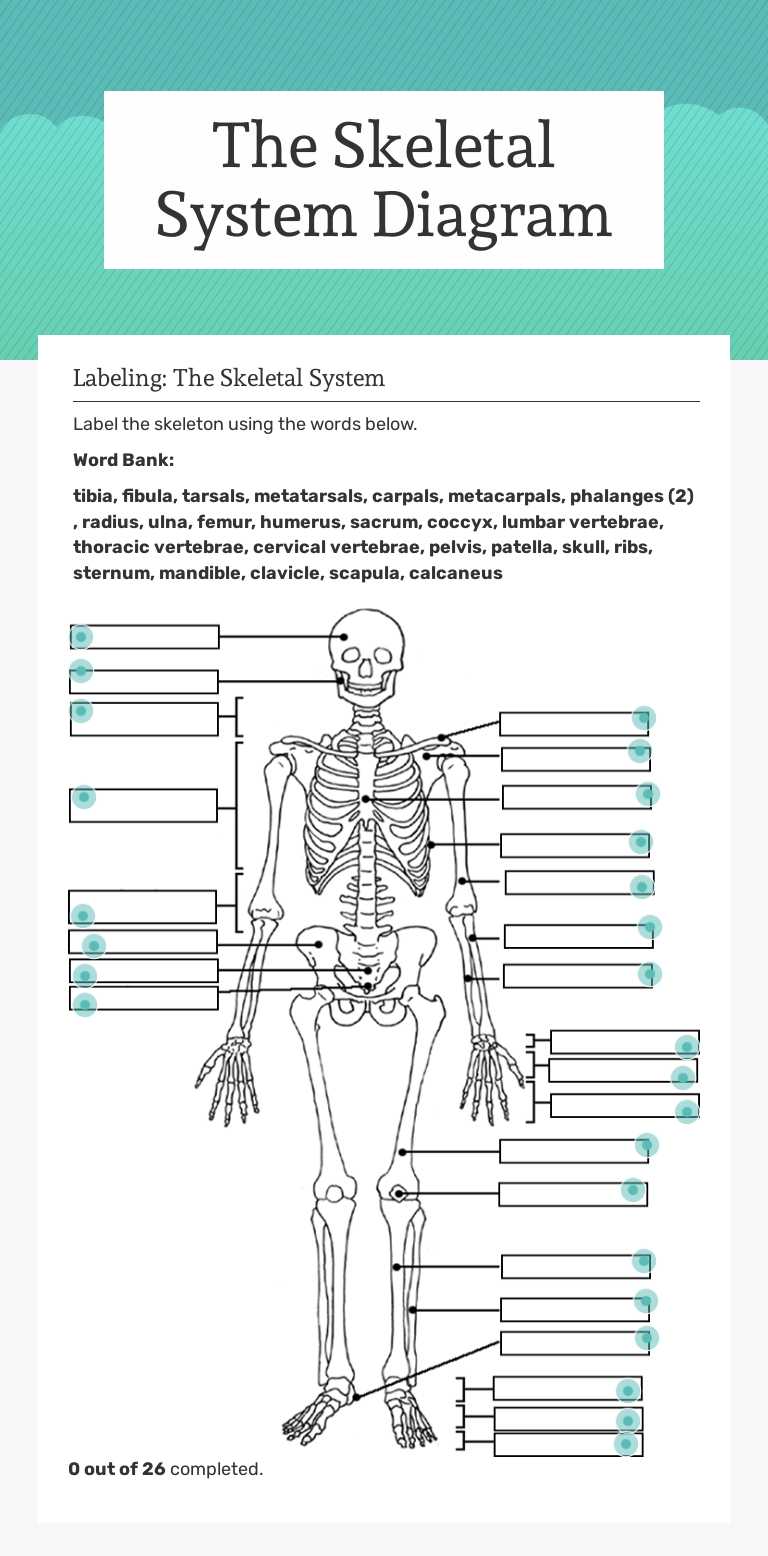 The Skeletal System Diagram worksheet preview image