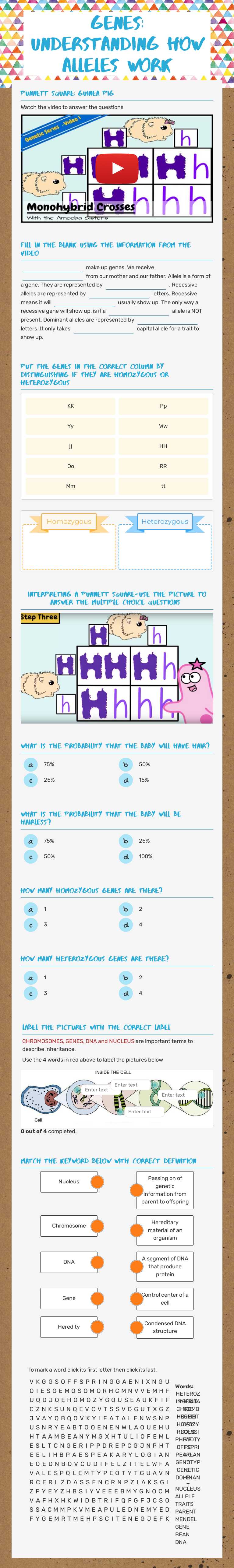 Genes: Understanding how Alleles work Grade 7 worksheet preview