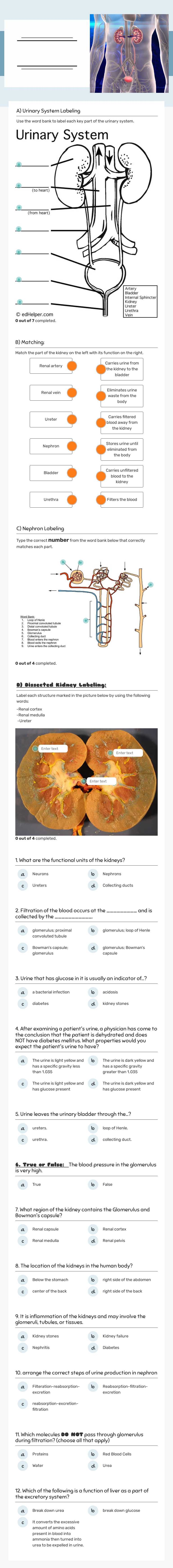 BIO70 SBQ1: Excretory 
System worksheet preview image