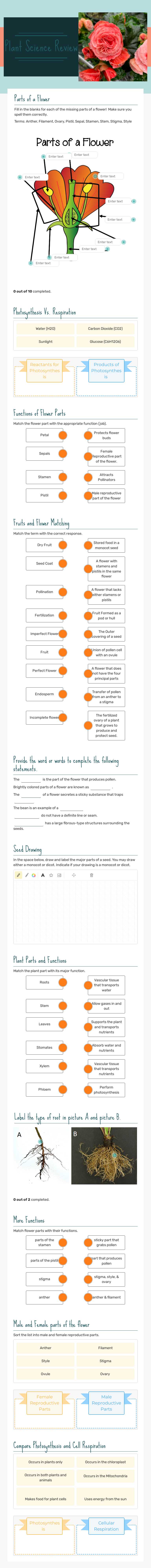 Plant Science Review worksheet preview image