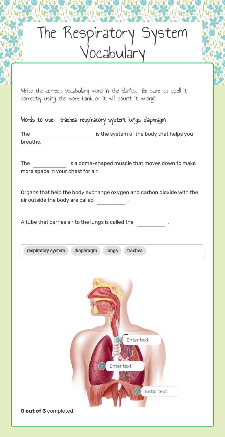 The Respiratory System Vocabulary worksheet preview image