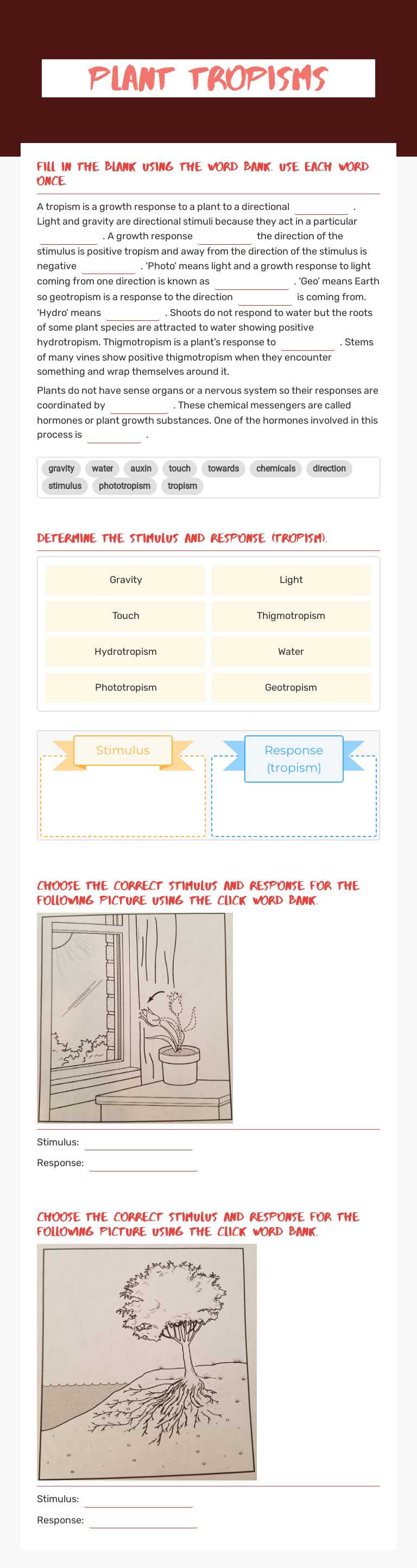 Plant Tropisms worksheet preview image