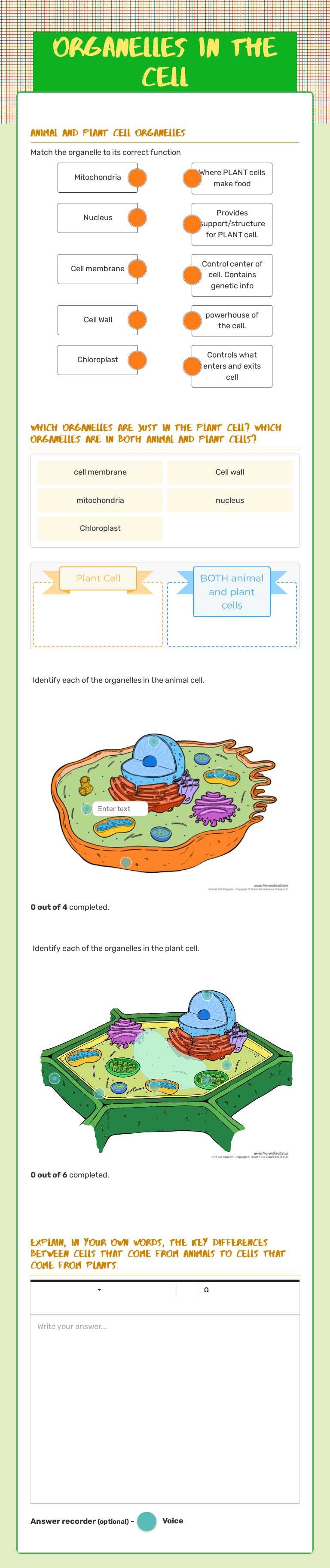 ORGANELLES in the cell worksheet preview