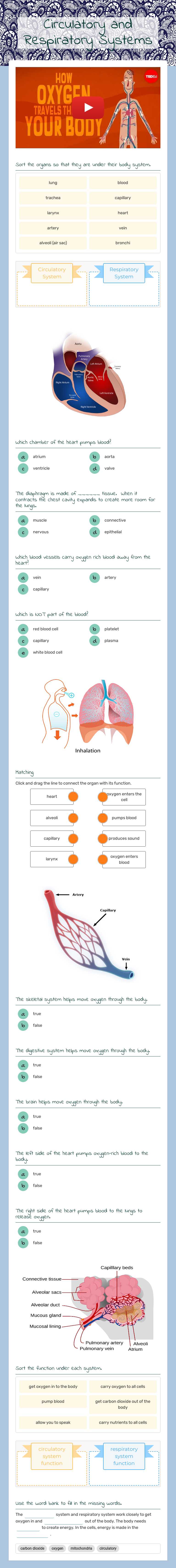 Circulatory and Respiratory Systems worksheet preview image