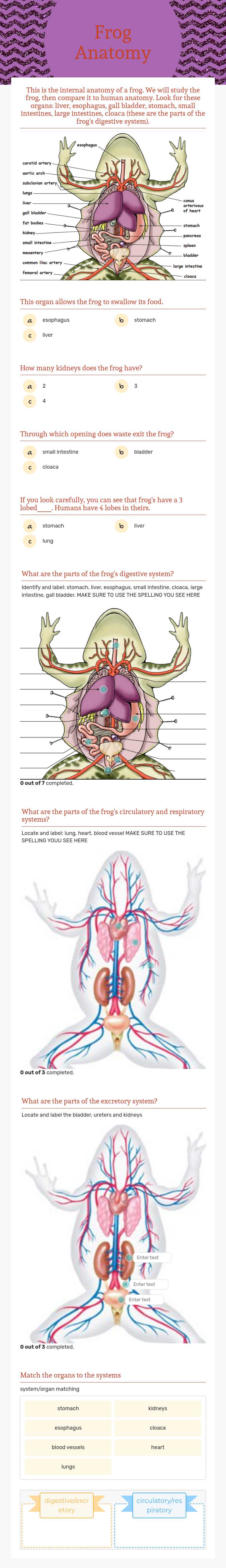 Frog Anatomy worksheet preview image