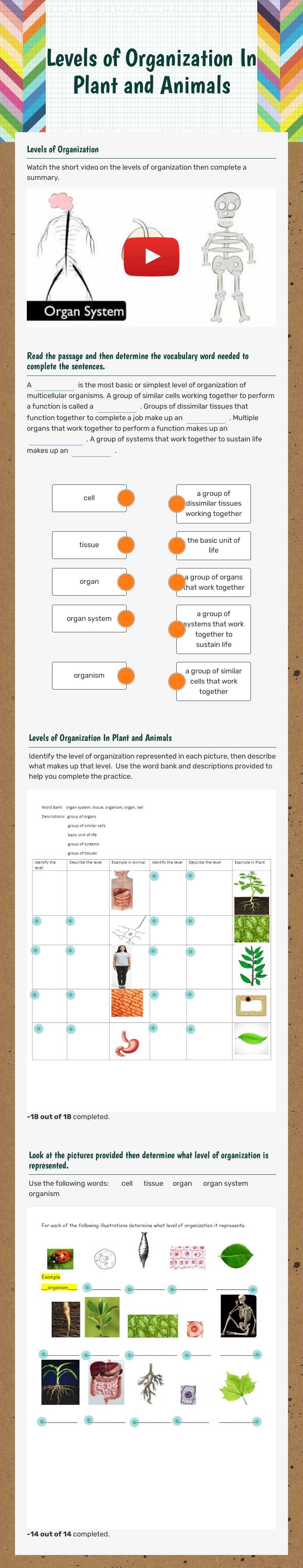 Levels of Organization                        In Plant and Animals Grade 7 worksheet preview