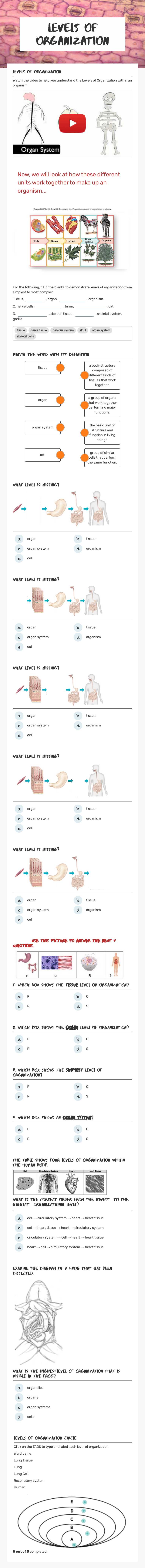 Levels of Organization worksheet preview image