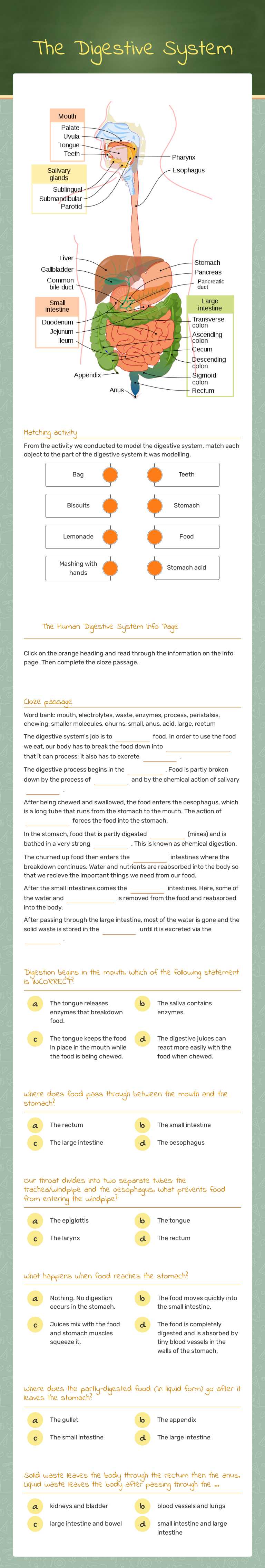 The Digestive System worksheet preview image