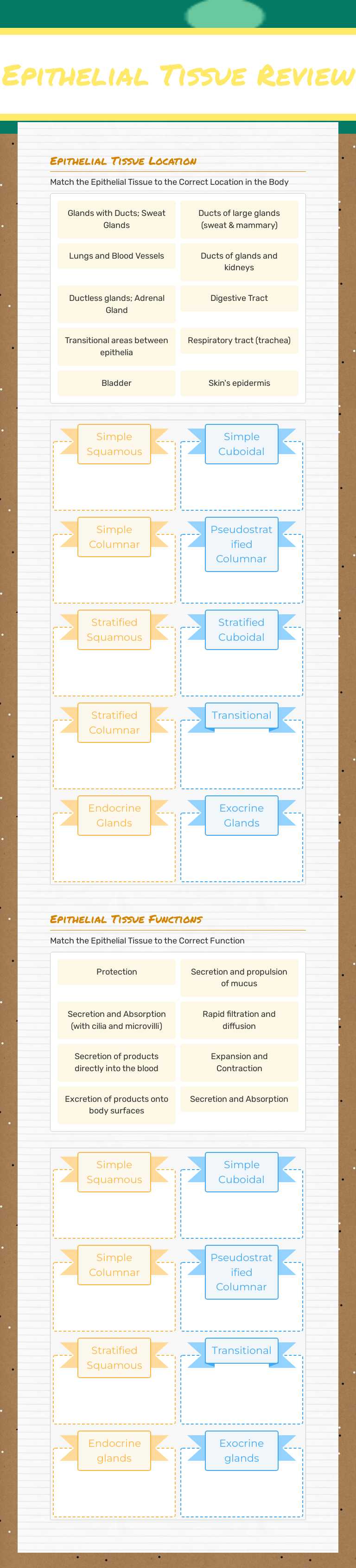 Epithelial Tissue Review worksheet preview image