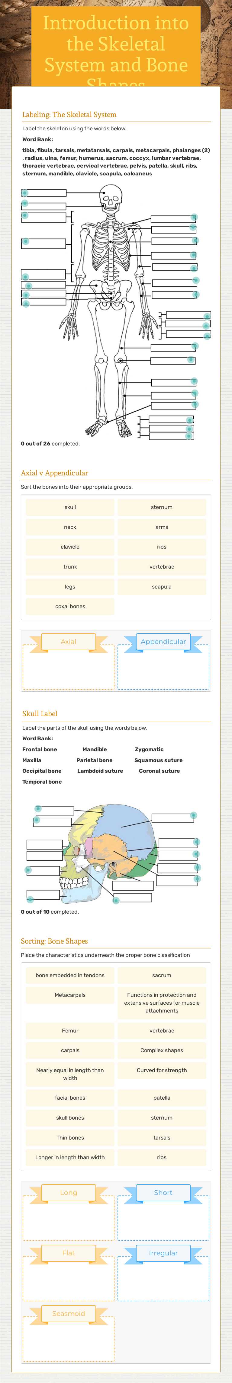Introduction into the Skeletal System and Bone Shapes worksheet preview image