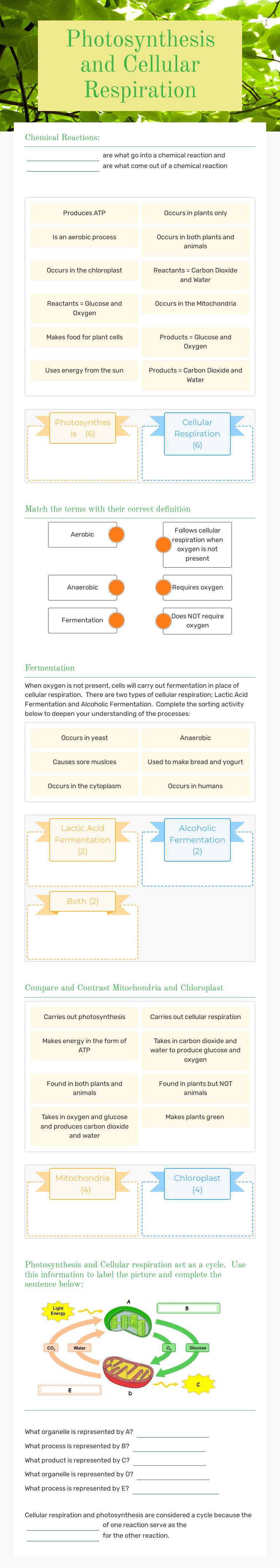 Photosynthesis and Cellular Respiration worksheet preview image