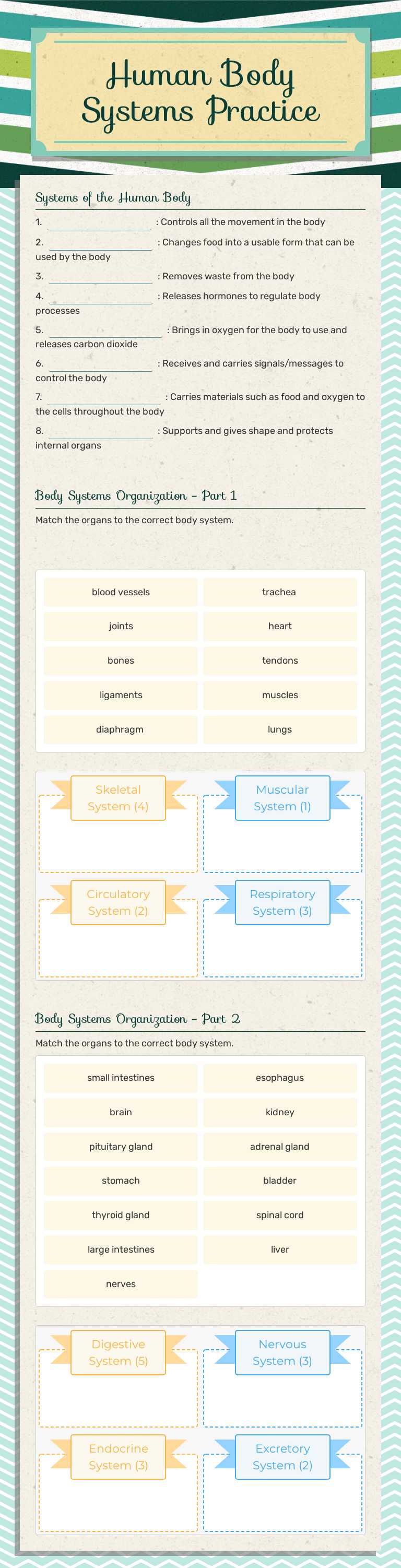 Human Body Systems Practice worksheet preview image