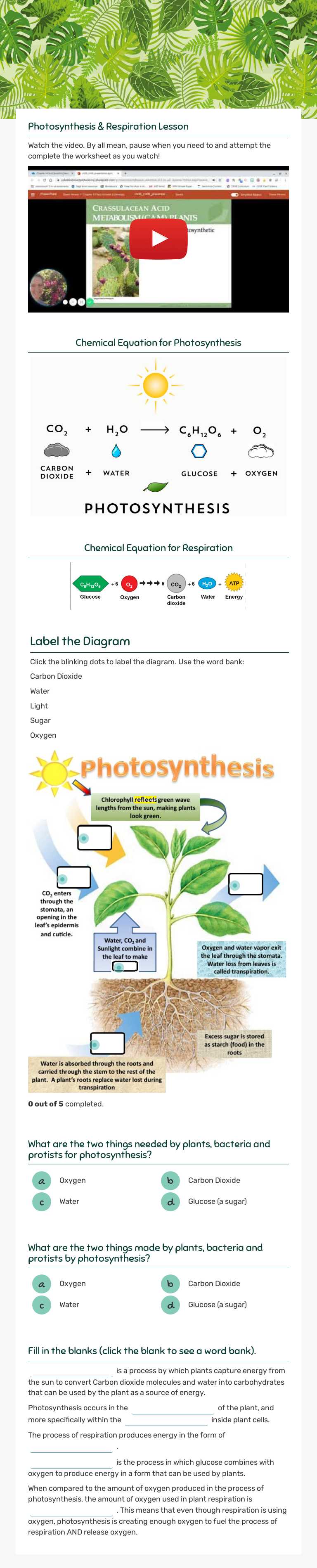 PHOTOSYNTHESIS & Respiration worksheet preview image