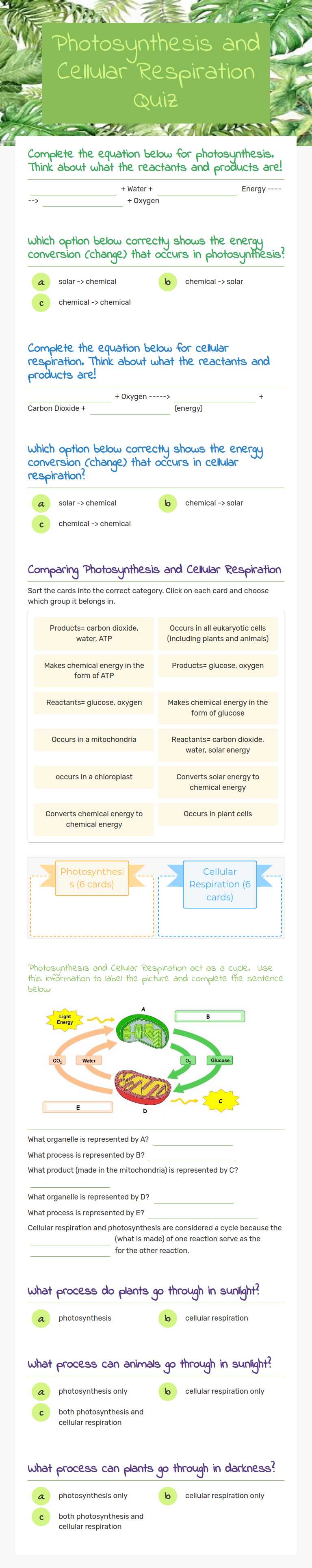 Photosynthesis and Cellular Respiration Quiz worksheet preview image