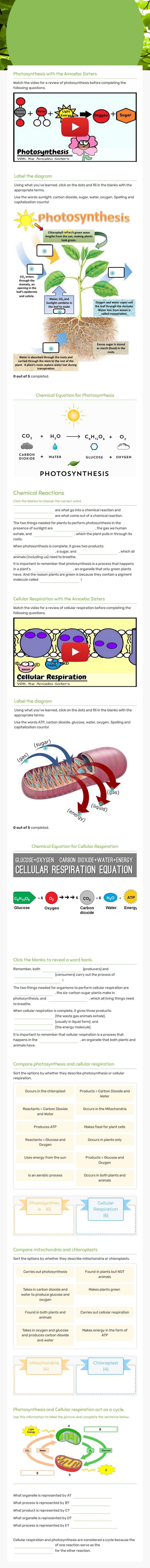 Photosynthesis and Cellular Respiration worksheet preview image