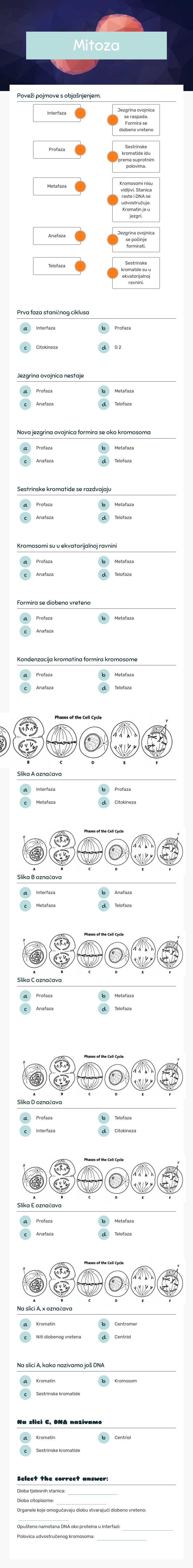 Mitoza worksheet preview image