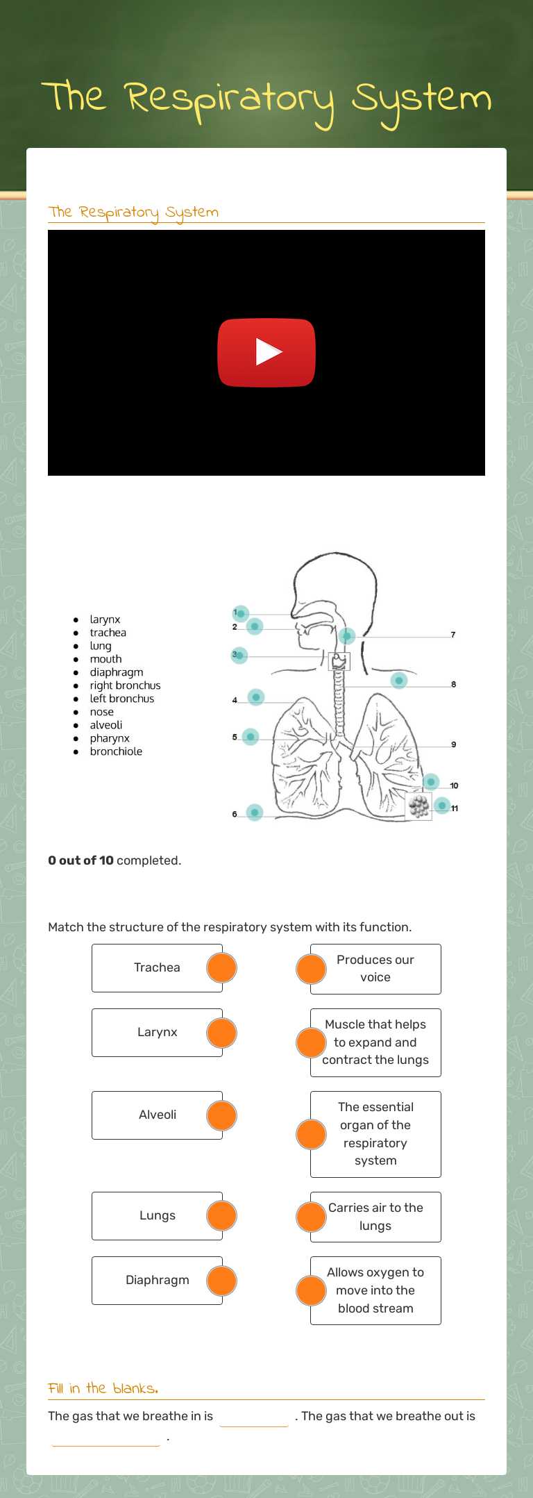 The Respiratory System worksheet preview image