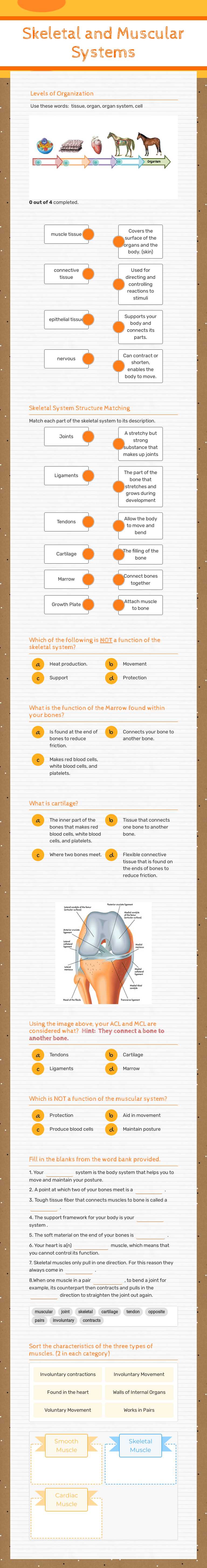 Skeletal and Muscular Systems worksheet preview image