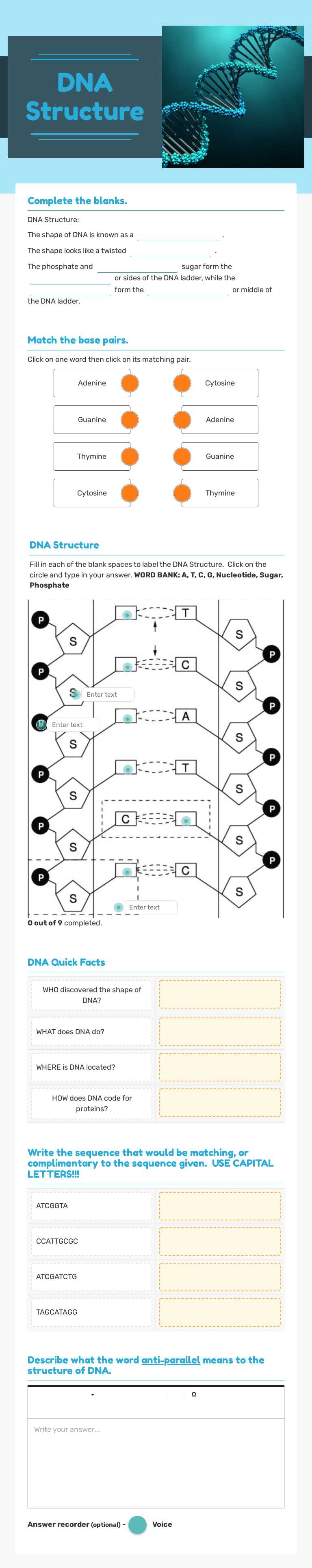 DNA Structure worksheet preview image