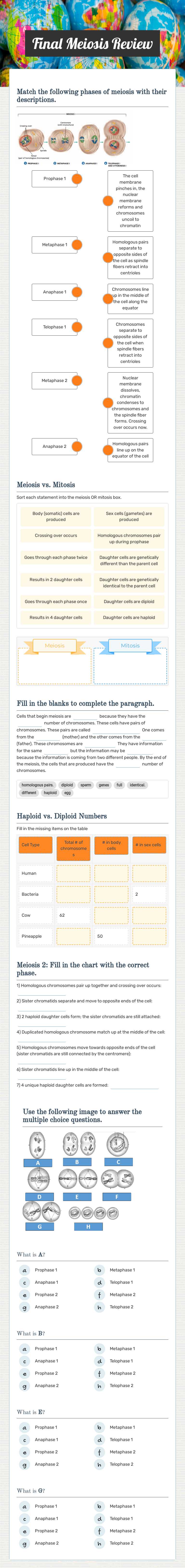 Final Meiosis Review worksheet preview image