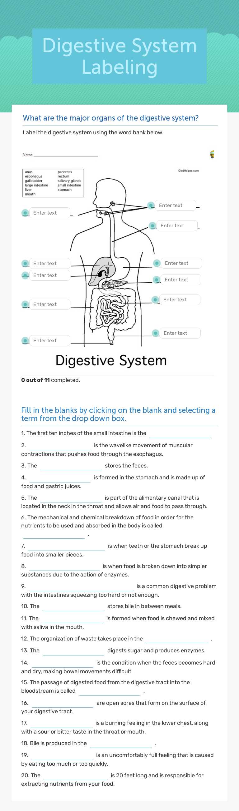 Digestive System Labeling worksheet preview image