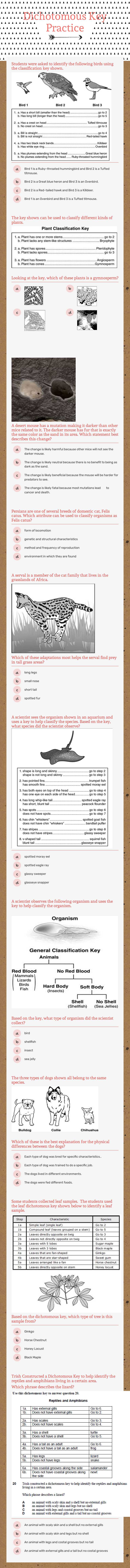Dichotomous
Key Practice worksheet preview image