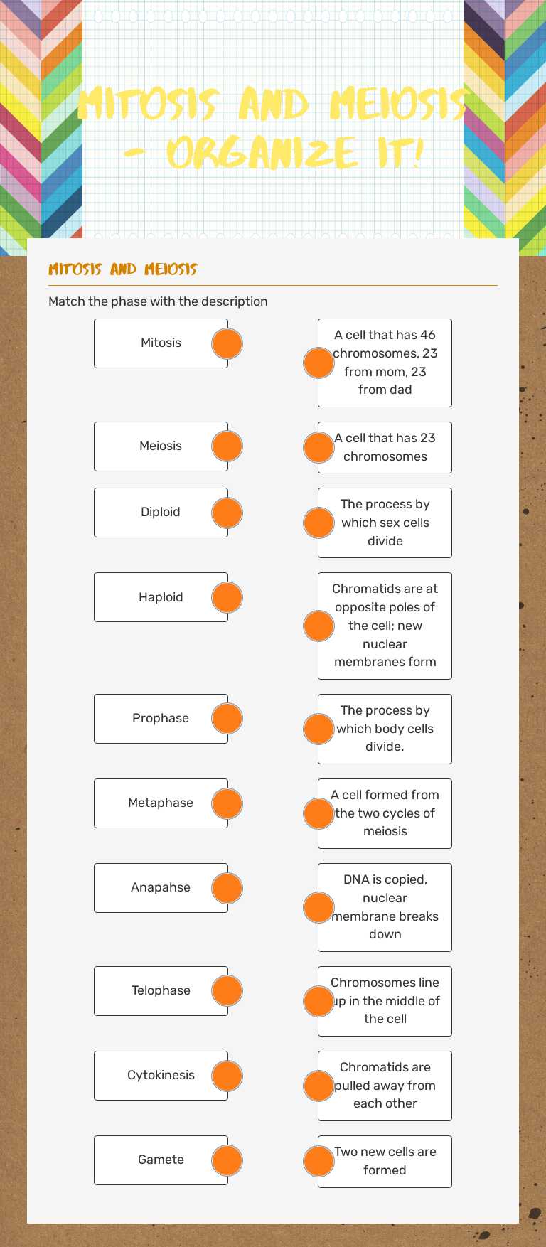 Mitosis and Meiosis - organize it! worksheet preview image