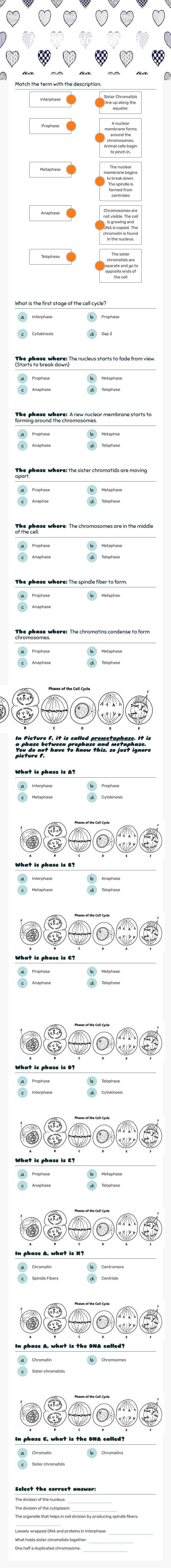 Mitosis Worksheet worksheet preview image