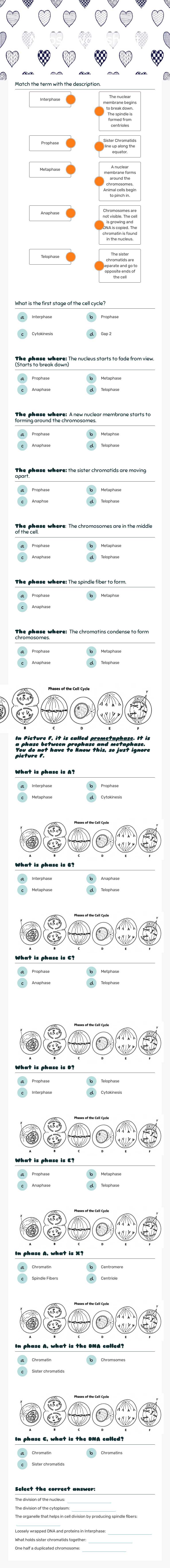 Mitosis Worksheet worksheet preview image