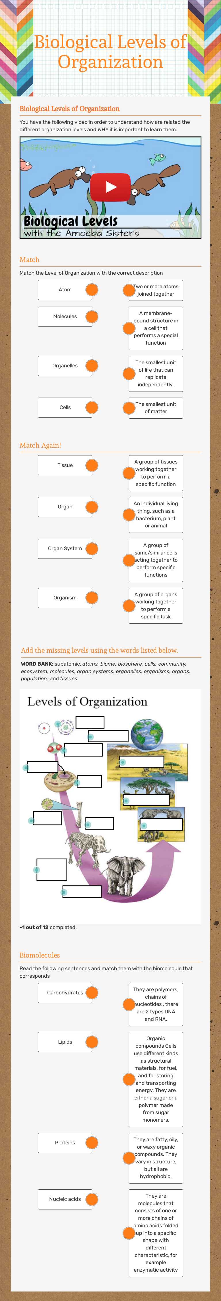 Biological Levels of Organization worksheet preview image