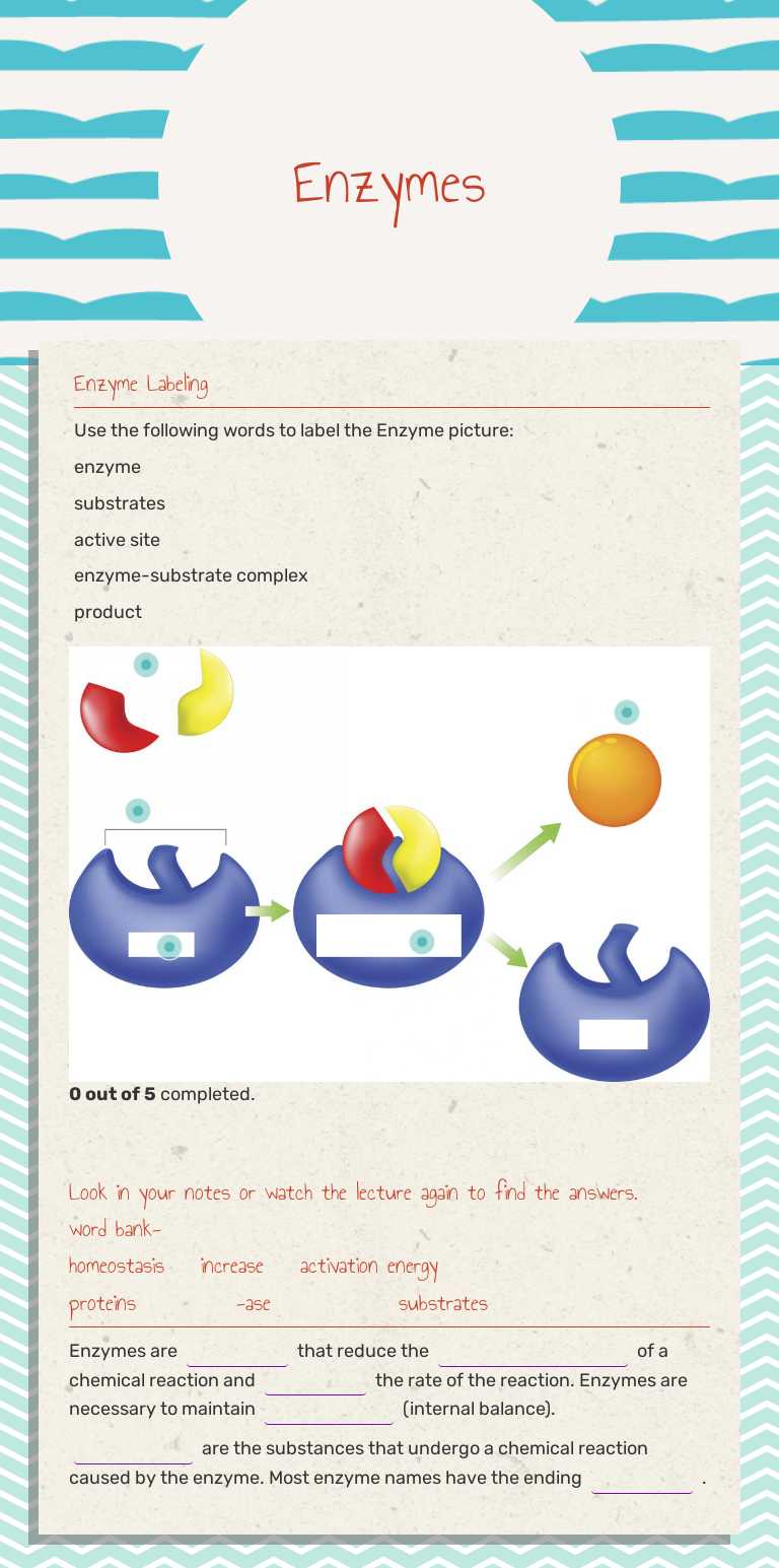 G11 GHS: Enzymes worksheet preview image
