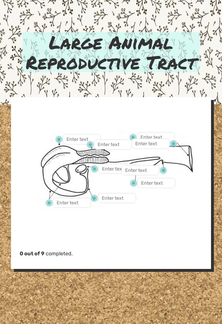 Large Animal Reproductive Tract worksheet preview image