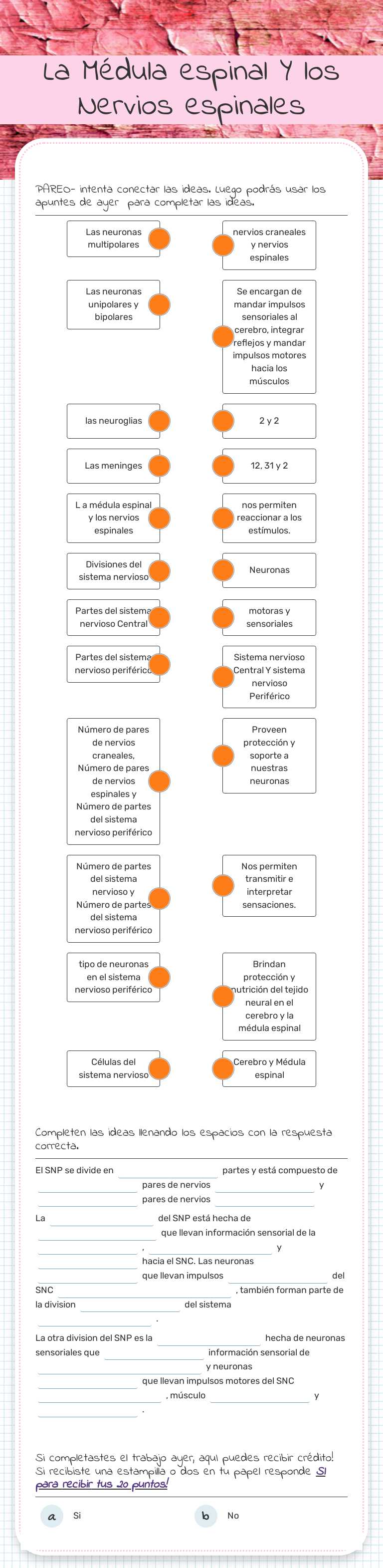 La Médula espinal Y los Nervios espinales worksheet preview image