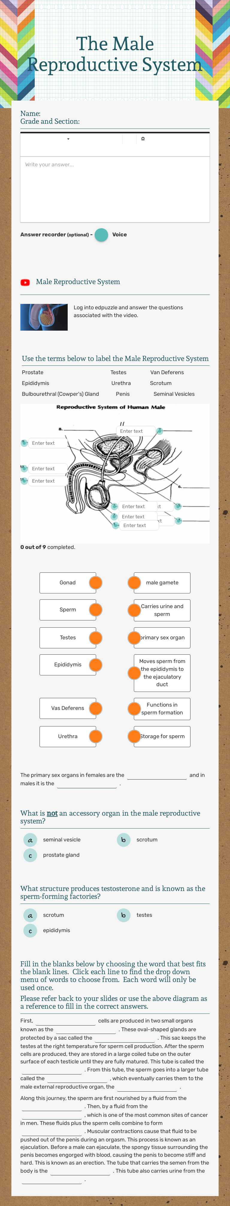 The Male Reproductive System Grade 11 worksheet preview