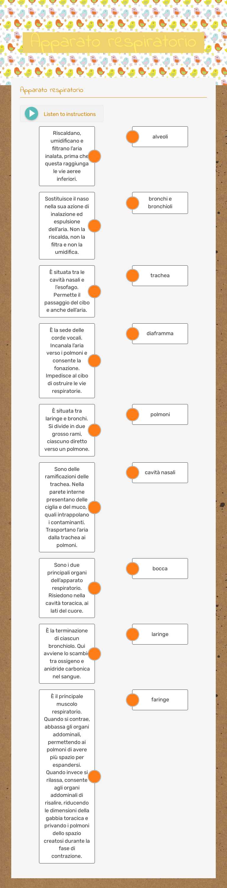 Apparato respiratorio worksheet preview image