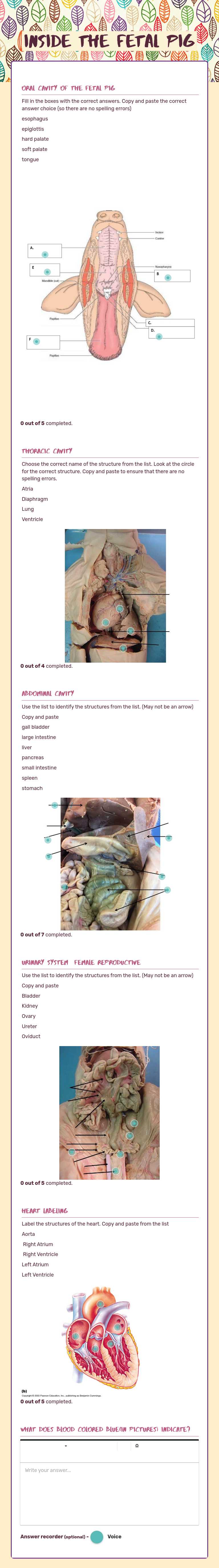iNSIDE THE fetal pig worksheet preview image