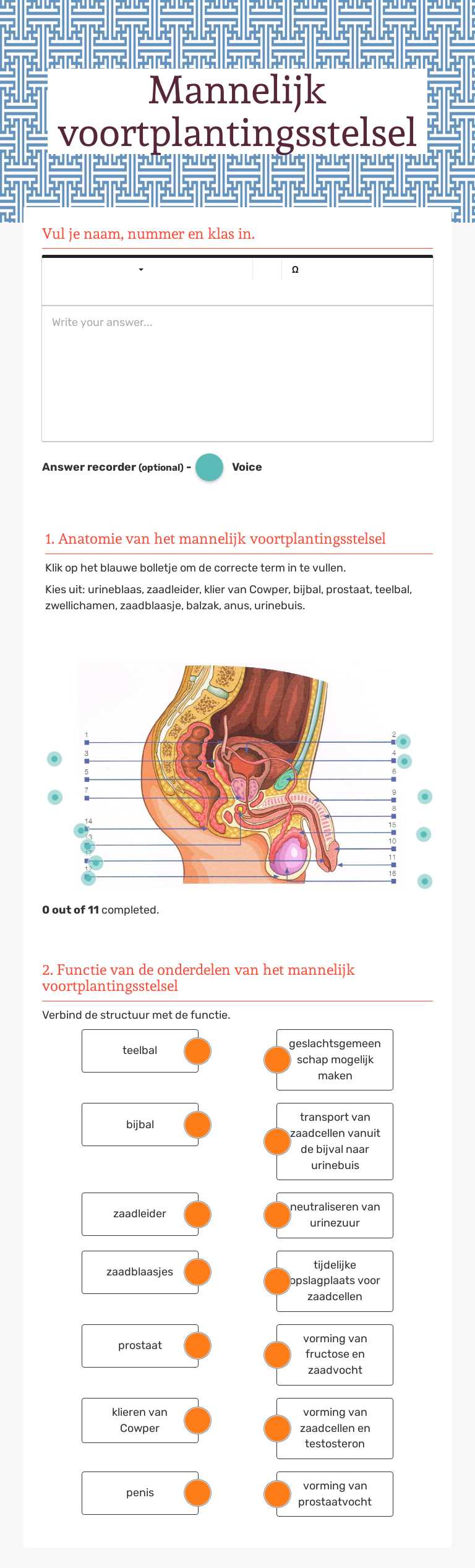 Mannelijk voortplantingsstelsel worksheet preview image