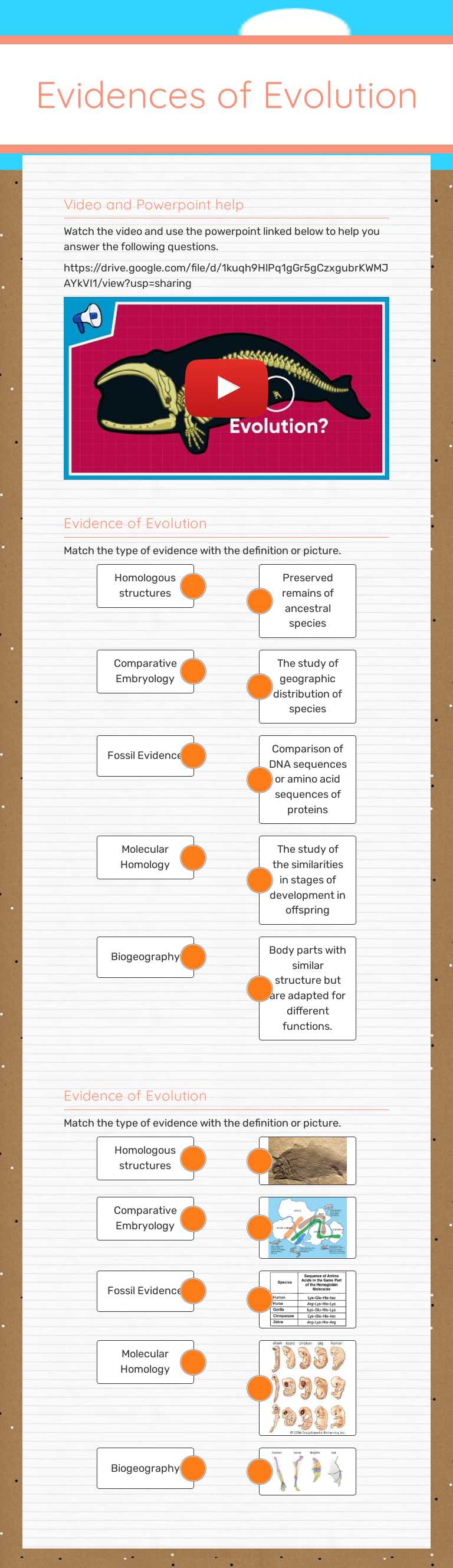 Evidences of Evolution worksheet preview image