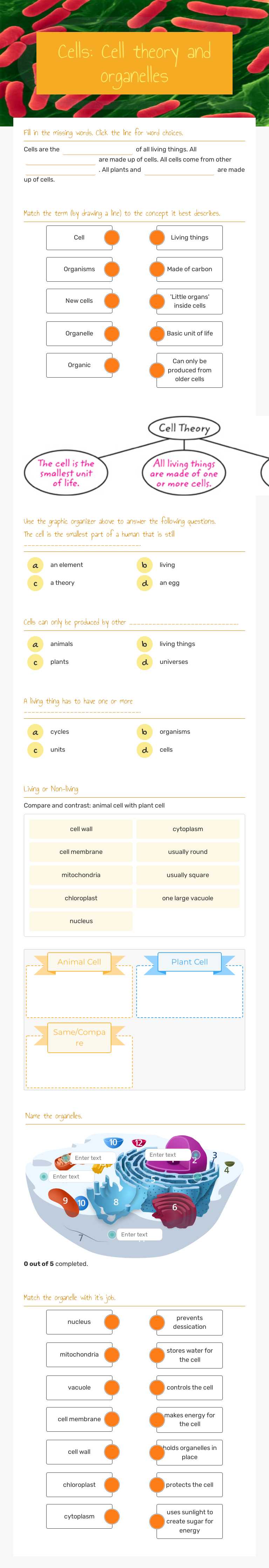 Cells: Cell theory and organelles worksheet preview image