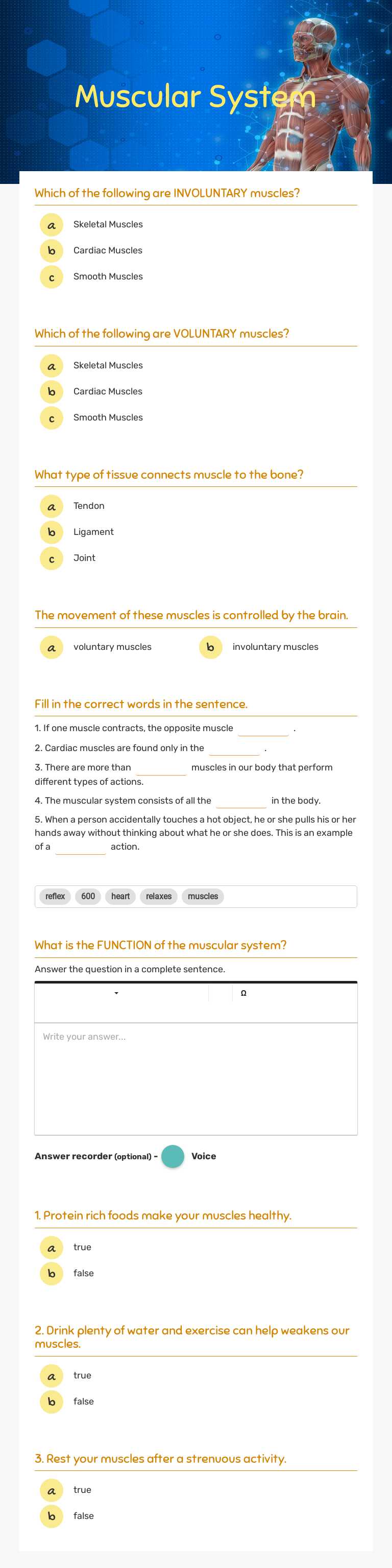 Muscular System worksheet preview image