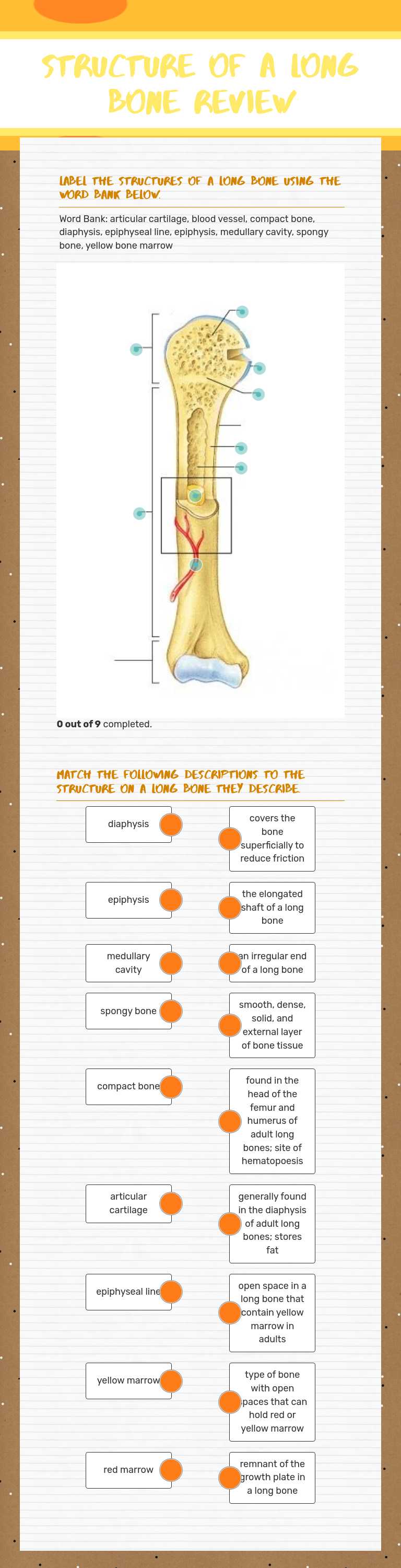 Structure of a long bone Review worksheet preview image