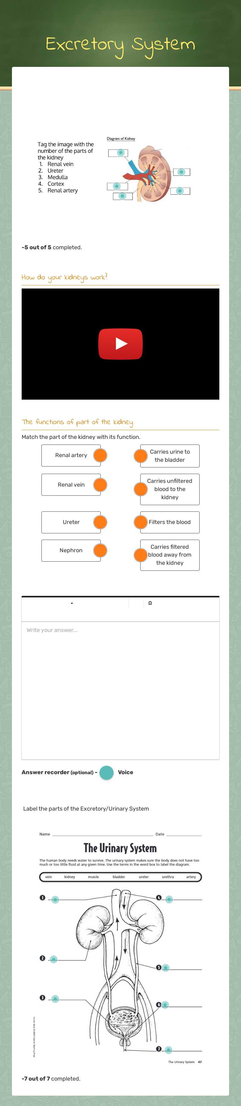Excretory System Grade 9 worksheet preview