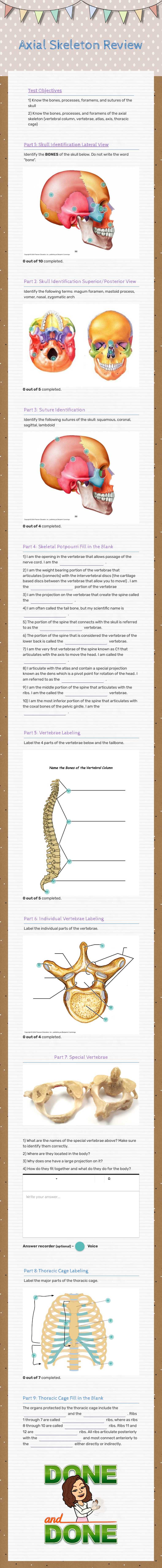 Axial Skeleton Review worksheet preview image