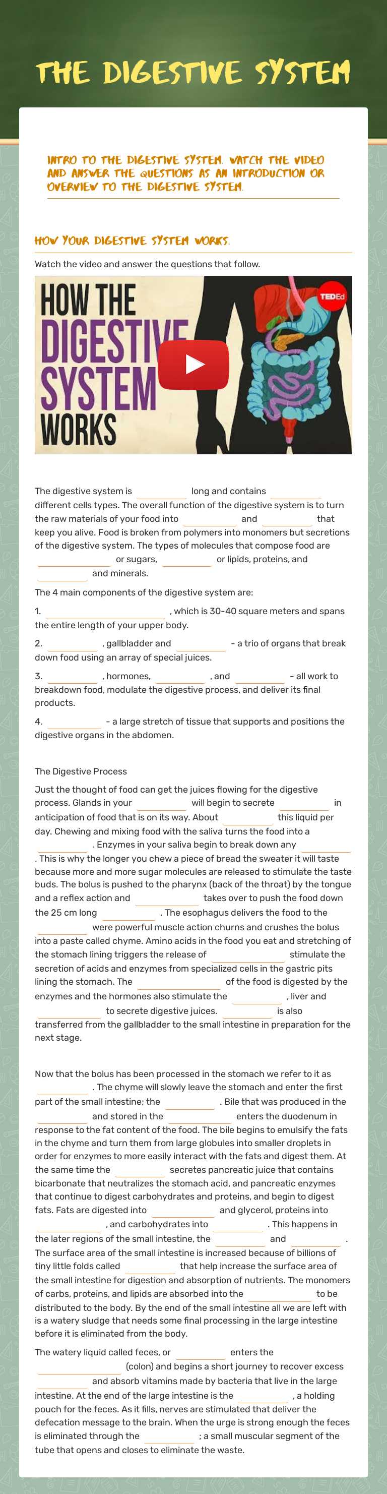 The Digestive System worksheet preview image