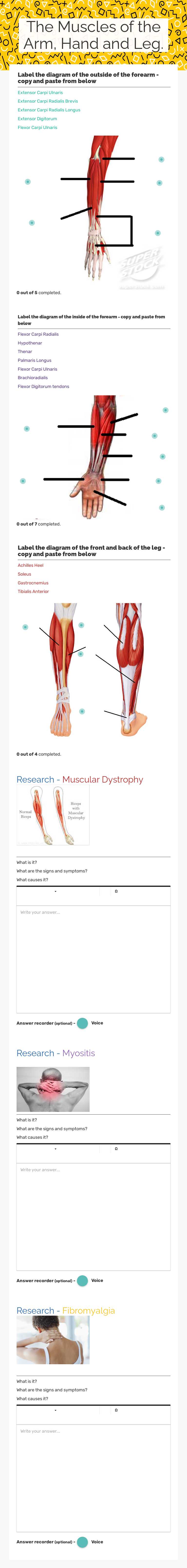 The Muscles of the Arm, Hand and Leg. Other worksheet preview