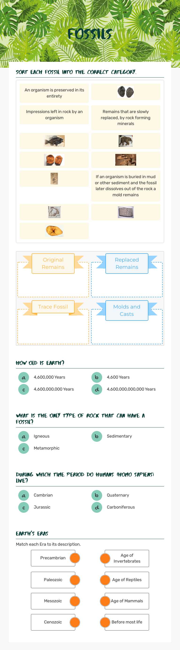 Fossils worksheet preview image