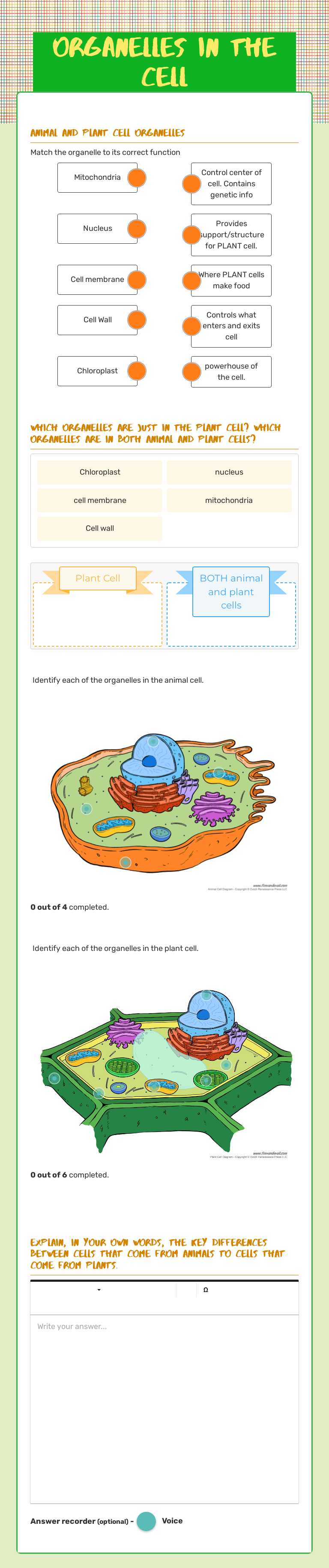 ORGANELLES in the cell worksheet preview image