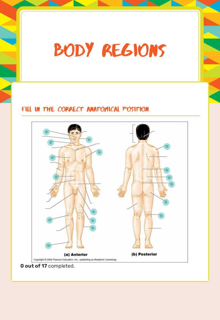 Body Regions worksheet preview image