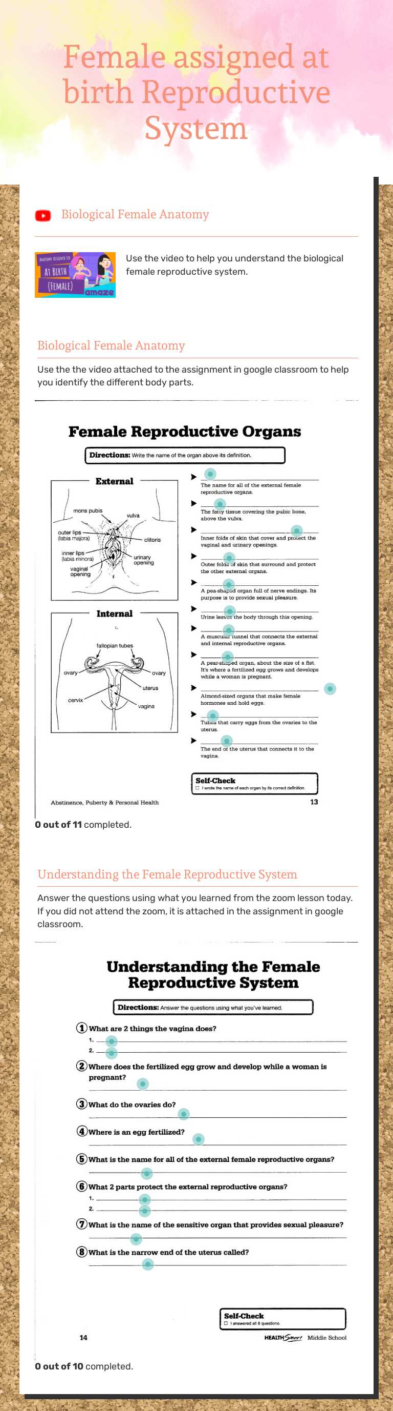 Female assigned at birth Reproductive System worksheet preview image